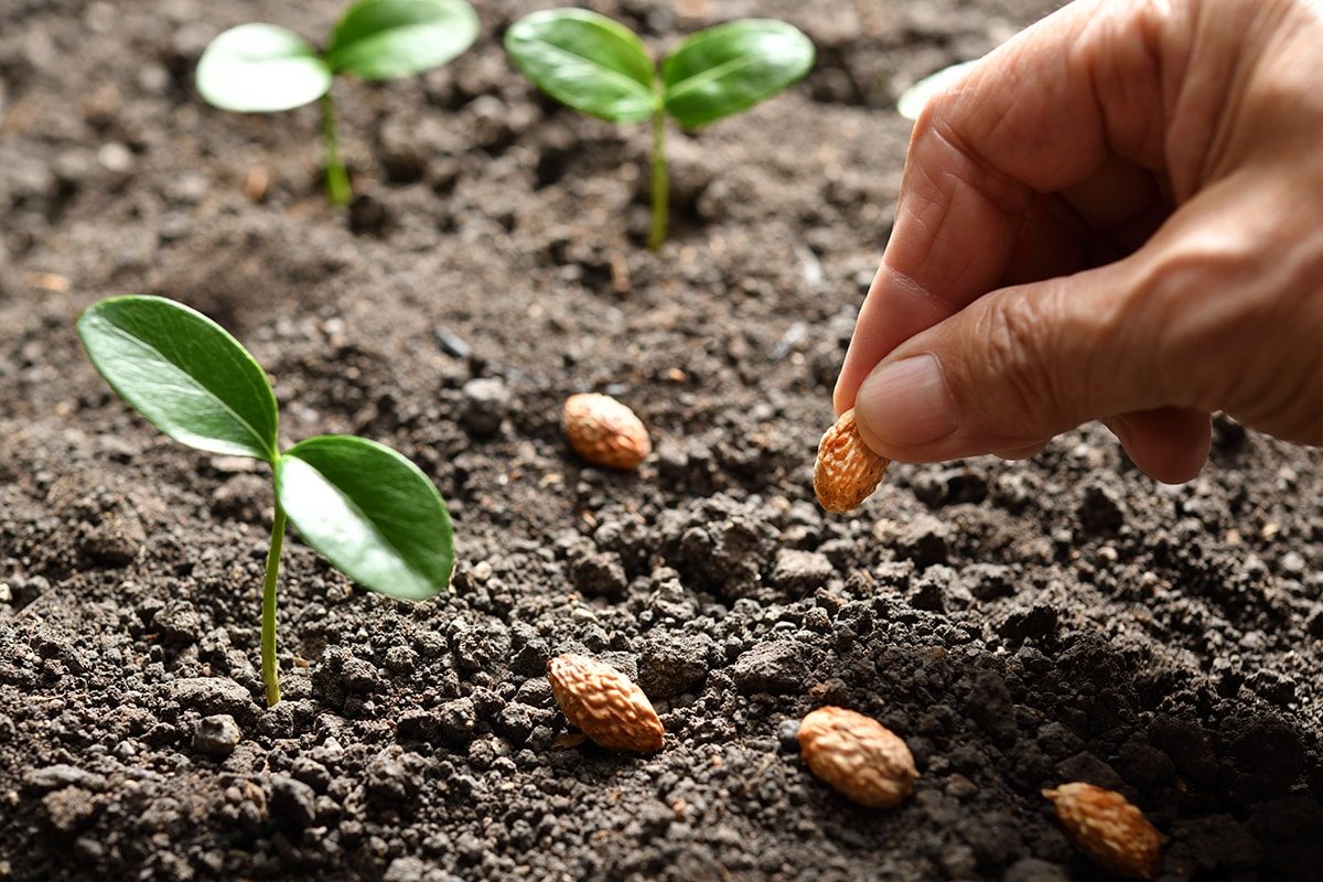 Plante uma semente em Imbolc